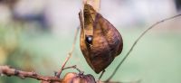 20_blasenbaum_koelreuteria_herbstfaerbung_samen