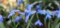 01_blausternchen_scilla