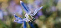 02_blausternchen_scilla