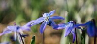 03_blausternchen_scilla