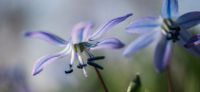 04_blausternchen_scilla