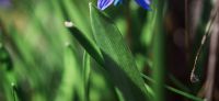 08_blausternchen_scilla