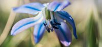 09_blausternchen_scilla