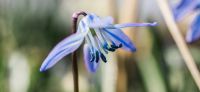 10_blausternchen_scilla