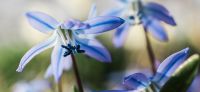 11_blausternchen_scilla