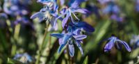 12_blausternchen_scilla