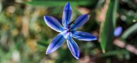 13_blausternchen_scilla