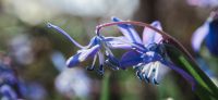 14_blausternchen_scilla