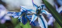 15_blausternchen_scilla