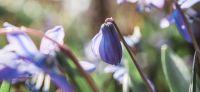 17_blausternchen_scilla