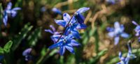 18_blausternchen_scilla