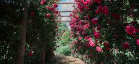 25_Spaziergang_mit_Rosenduft-Rosengarten-Duftgarten-Laubengang-Rosenspalier-Galabau-Leipzig