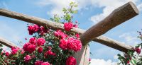 26_Spaziergang_mit_Rosenduft-Rosengarten-Duftgarten-Laubengang-Rosenspalier-Galabau-Leipzig
