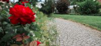 33_Spaziergang_mit_Rosenduft-Rosengarten-Duftgarten-Wegebau-Galabau_Pflanzplanung-Leipzig