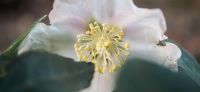 02_christrose_schneerose_helleborus_niger