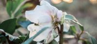 05_christrose_schneerose_helleborus_niger