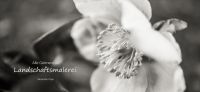 07_christrose_schneerose_helleborus_niger_gaertnerei_landschaftsmalerei