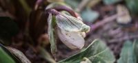 08_christrose_schneerose_helleborus_niger