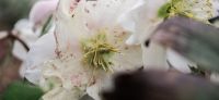 10_christrose_schneerose_helleborus_niger