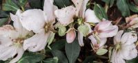 12_christrose_schneerose_helleborus_niger_anfang_zauber