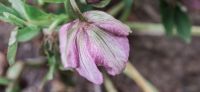 13_christrose_schneerose_helleborus_niger