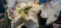 14_christrose_schneerose_helleborus_niger