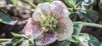 17_christrose_schneerose_helleborus_niger