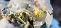 18_christrose_schneerose_helleborus_niger