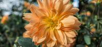 02_dahlie_dahlia_georgine_gartenplanung