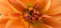 03_dahlie_dahlia_georgine_gartenplanung