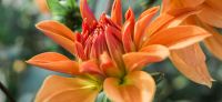 04_dahlie_dahlia_georgine_gartenplanung