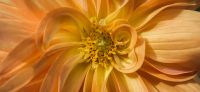 05_dahlie_dahlia_georgine_gartenplanung