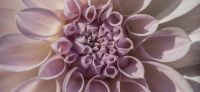 06_dahlie_dahlia_gartenplanung