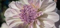 07_dahlie_dahlia_georgine_gartenplanung