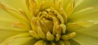 10_dahlie_dahlia_georgine_gartenplanung