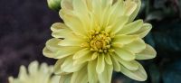 11_dahlie_dahlia_georgine_gartenplanung