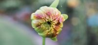 12_dahlie_dahlia_georgine_gartenplanung