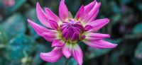 13_dahlie_dahlia_georgine_gartenplanung