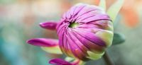 15_dahlie_dahlia_georgine_gartenplanung