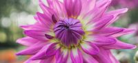 16_dahlie_dahlia_georgine_gartenplanung