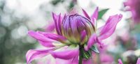 17_dahlie_dahlia_georgine_gartenplanung