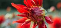 19_dahlie_dahlia_georgine_gartenplanung