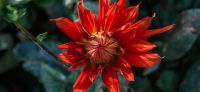 20_dahlie_dahlia_georgine_gartenplanung