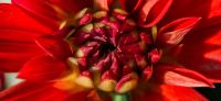 21_dahlie_dahlia_georgine_gartenplanung