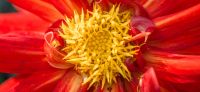 22_dahlie_dahlia_georgine_gartenplanung