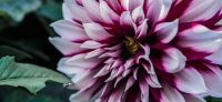 23_dahlie_dahlia_georgine_gartenplanung