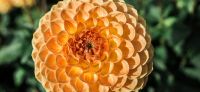 24_dahlie_dahlia_georgine_gartenplanung