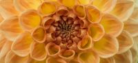 25_dahlie_dahlia_georgine_gartenplanung