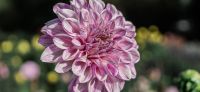 27_dahlie_dahlia_georgine_gartenplanung