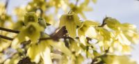 01_forsythia_goldflieder